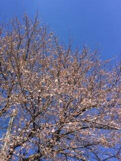 桜　咲く