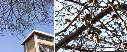 鬼怒中の桜