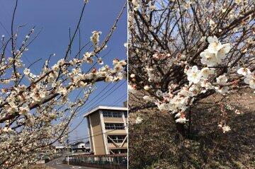 近所の梅