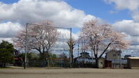 桜満開！