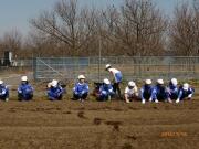 農園にジャガイモ植え