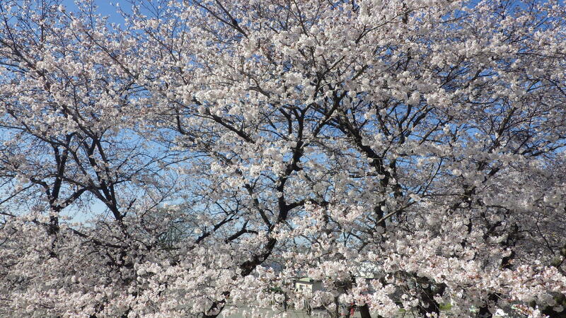 御原の春