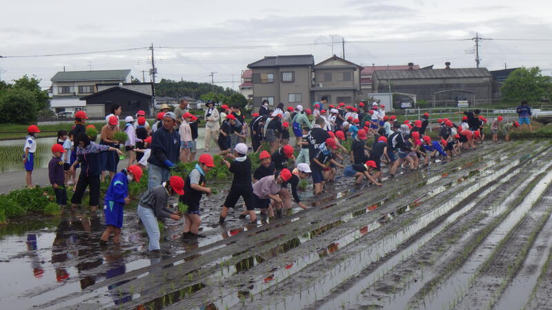 田植え