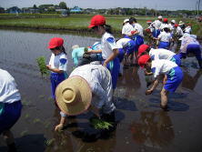 田植え