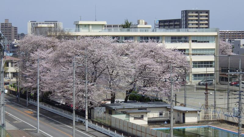 満開を迎えた校庭の桜