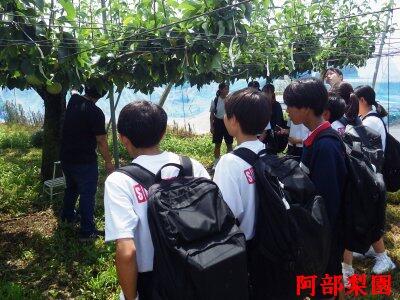 阿部梨園での活動の様子