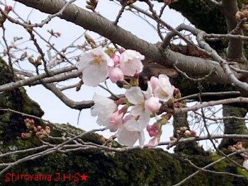 校庭の桜