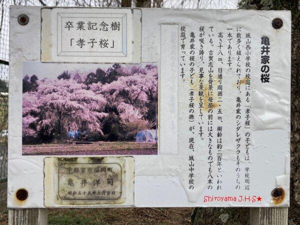 「孝子桜」の孫桜