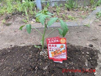 収穫が楽しみ