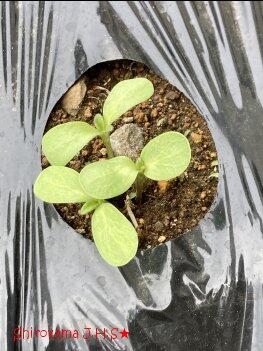 発芽しました