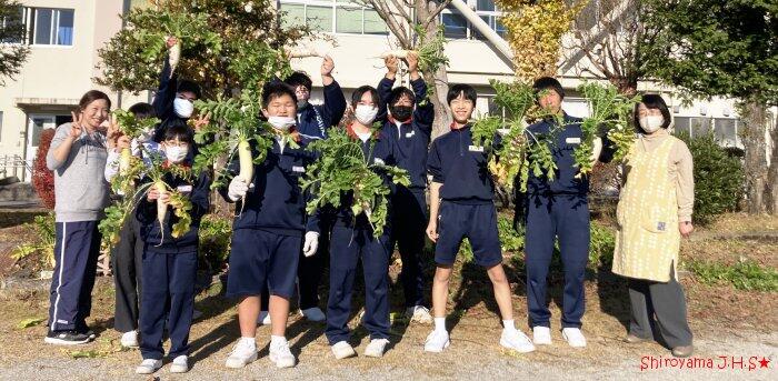 大根の収穫の様子