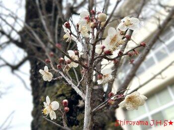 校庭の梅の花