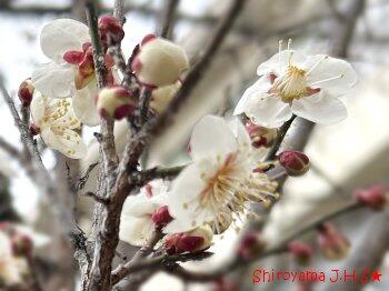 校庭の梅の花