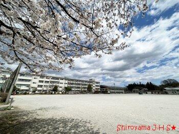 校庭の桜