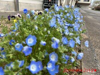 最後はネモフィラ