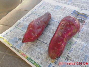 きれいに泥を落とせました