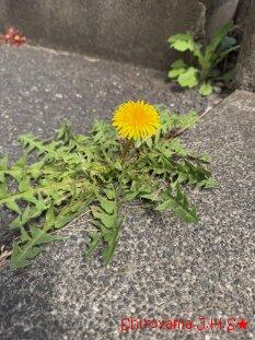 城山の小さい春