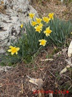 城山の小さい春