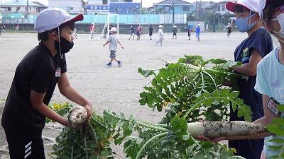 収穫した大根