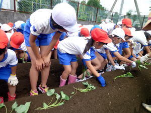 学校農園（苗植え）2