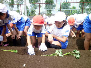 学校農園（苗植え）3