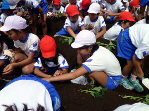 学校農園（苗植え）4