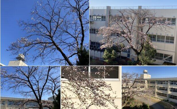 桜開花！