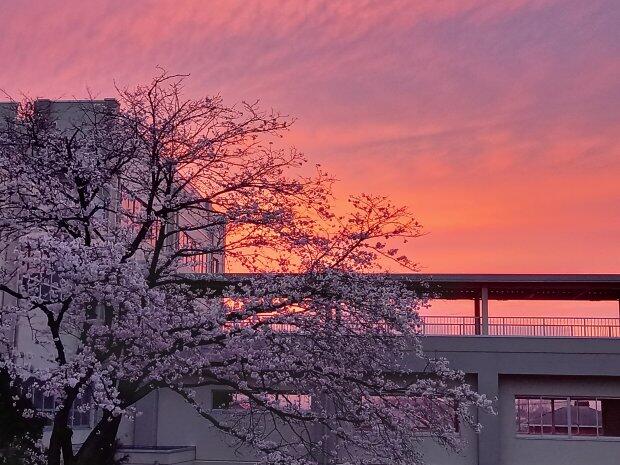 中庭の桜