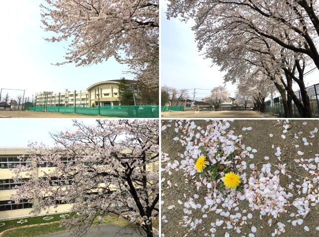 校庭の桜