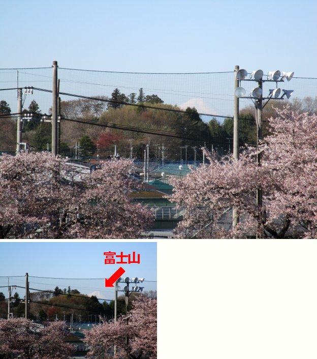 桜と富士山