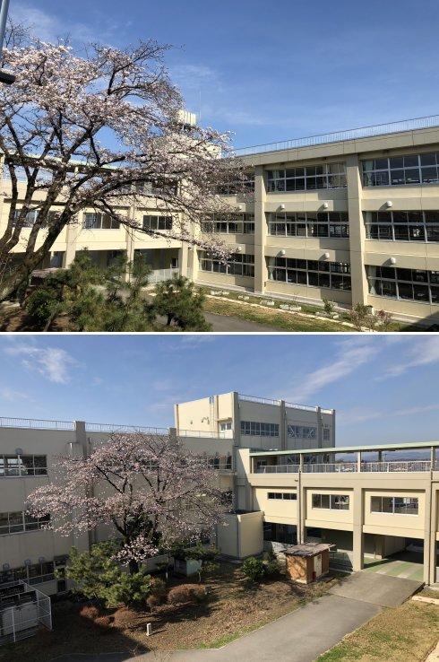 中庭の桜