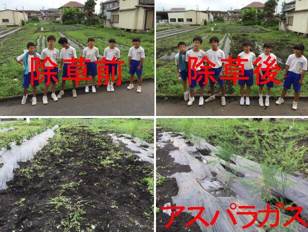 作業前後の畑の様子