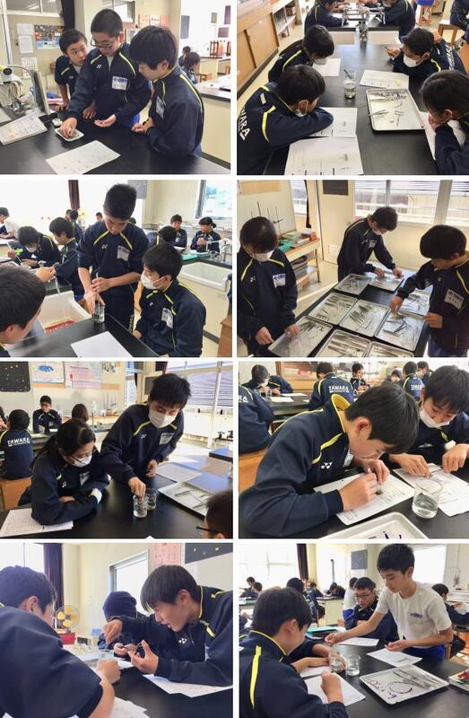 アサリの解剖の様子