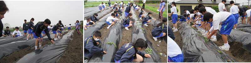 サツマイモ植えの様子