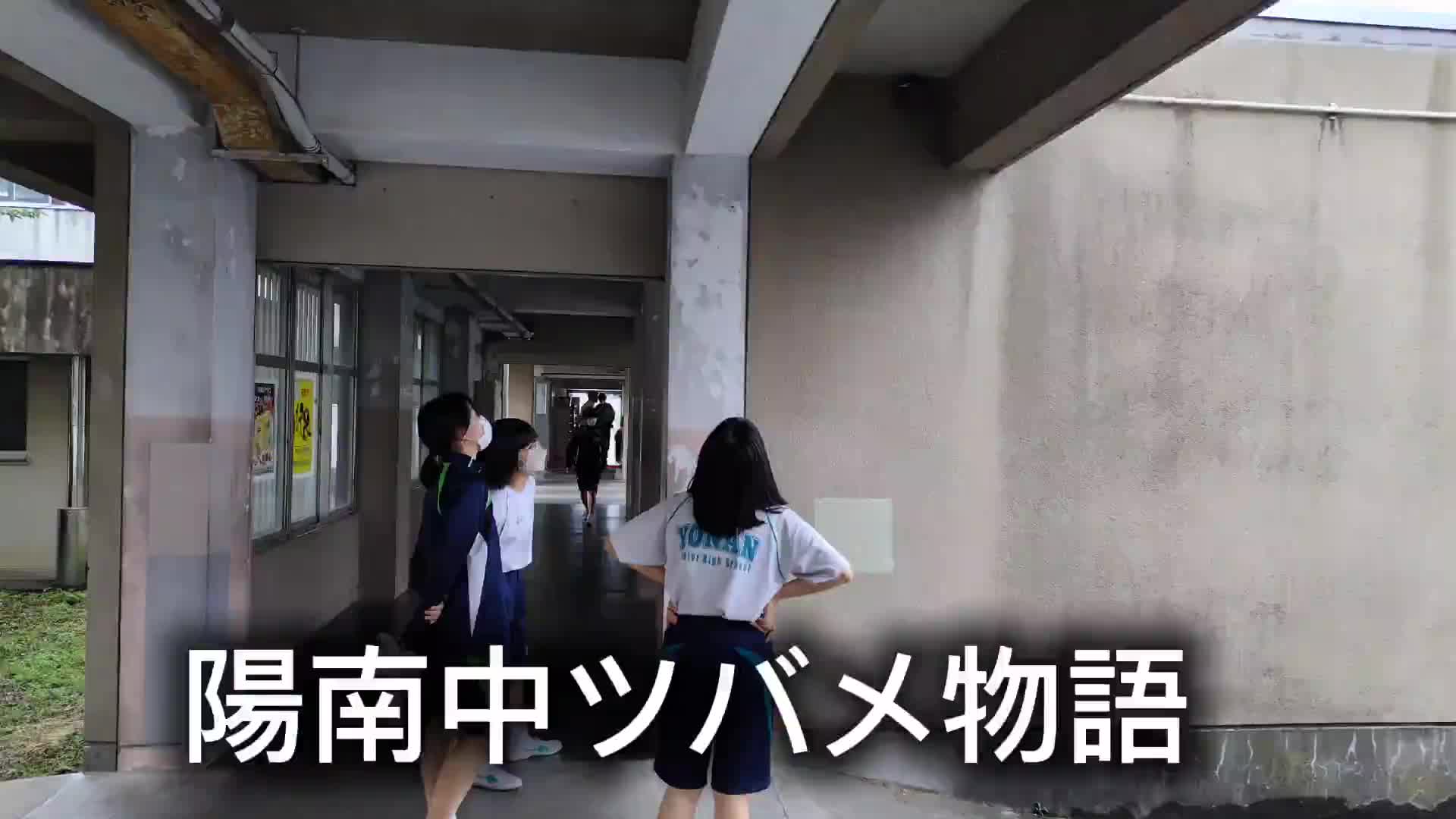 ツバメも元気だヨウナンチュウ