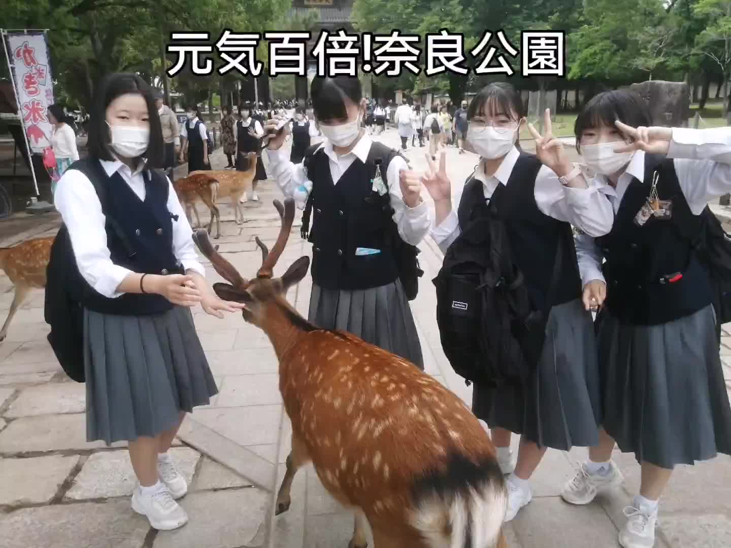 元気百倍!奈良公園